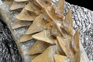 Dents à croissance continue d'un requin (Carcharodon megalodon)